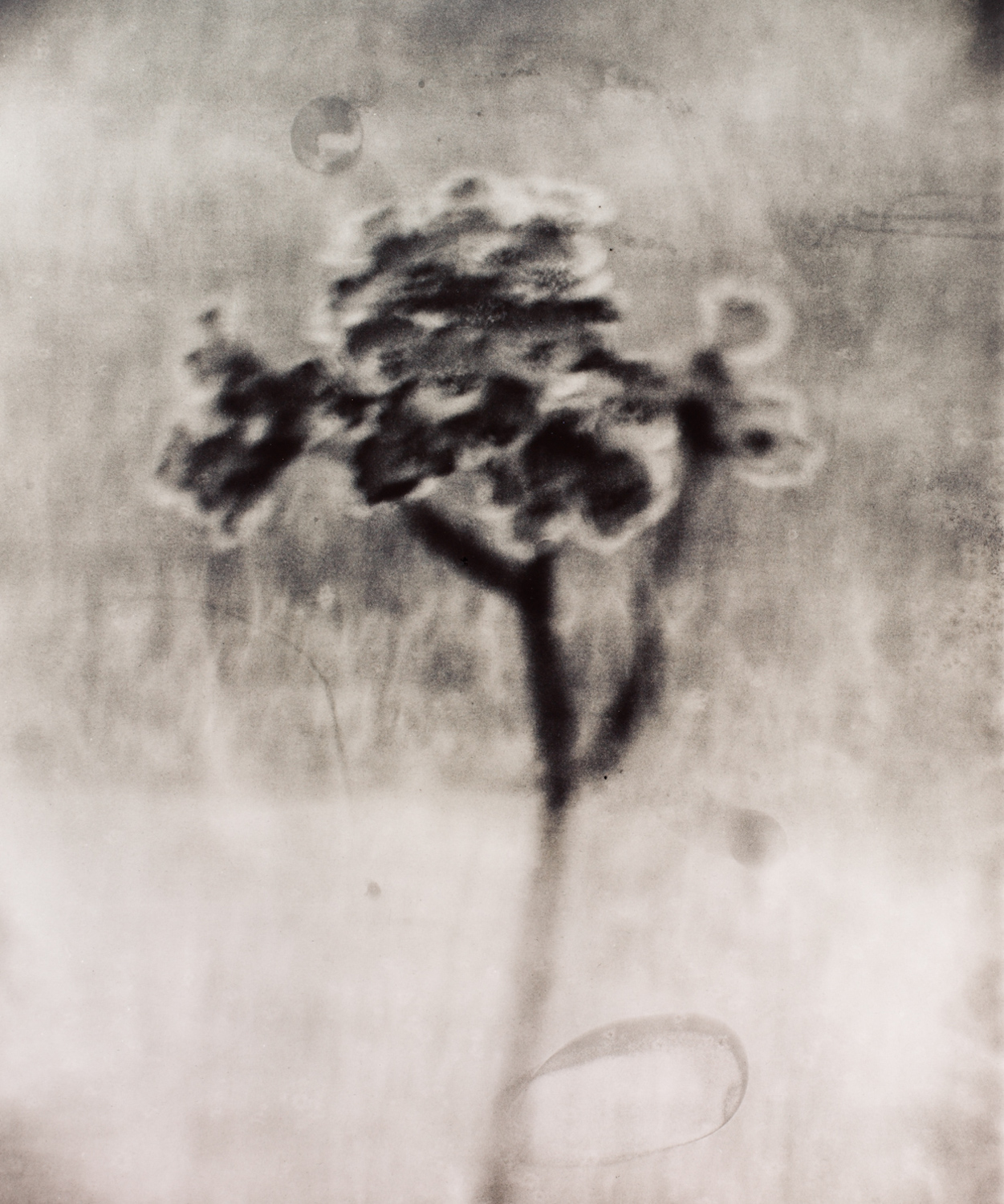 z cyklu bez tytułu, nr neg. 720/6